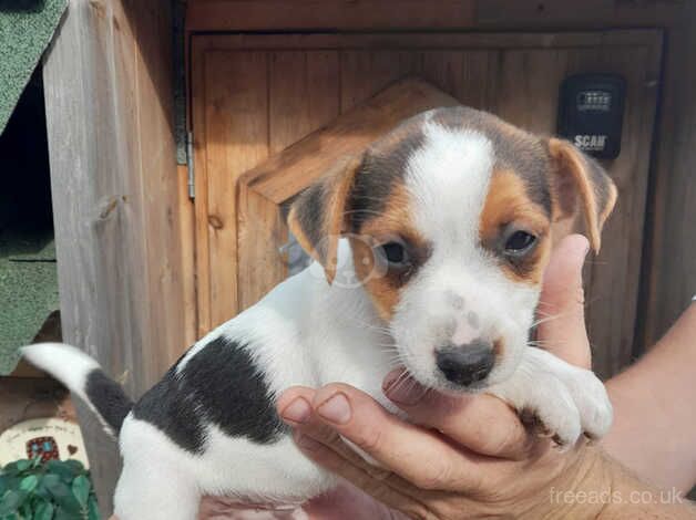 Jack Russell puppy for sale in Cranbrook, Redbridge, Greater London - Image 2