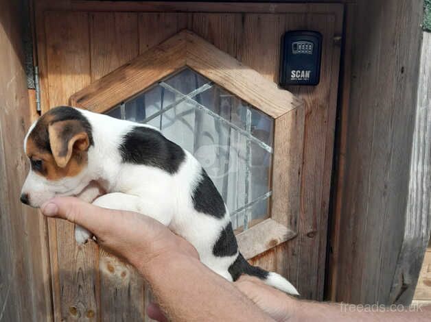 Jack Russell puppy for sale in Cranbrook, Redbridge, Greater London - Image 3