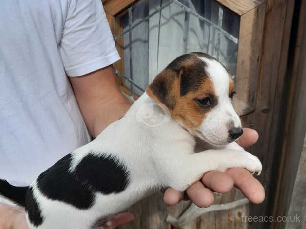 Jack Russell puppy for sale in Cranbrook, Redbridge, Greater London - Image 4