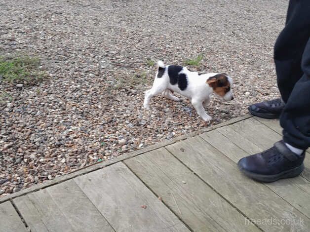 Jack Russell puppy for sale in Cranbrook, Redbridge, Greater London - Image 5