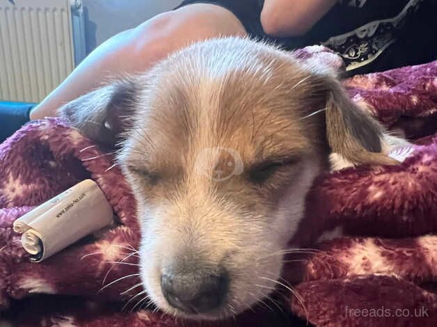 Jack Russell puppy for sale in Gloucester, Gloucestershire - Image 1