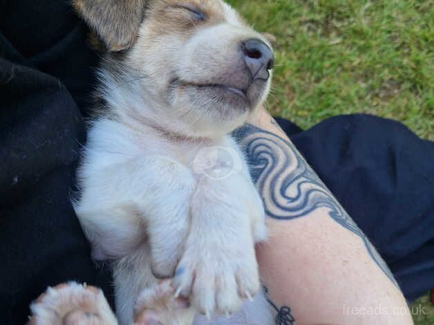 Jack Russell puppy for sale in Gloucester, Gloucestershire - Image 2