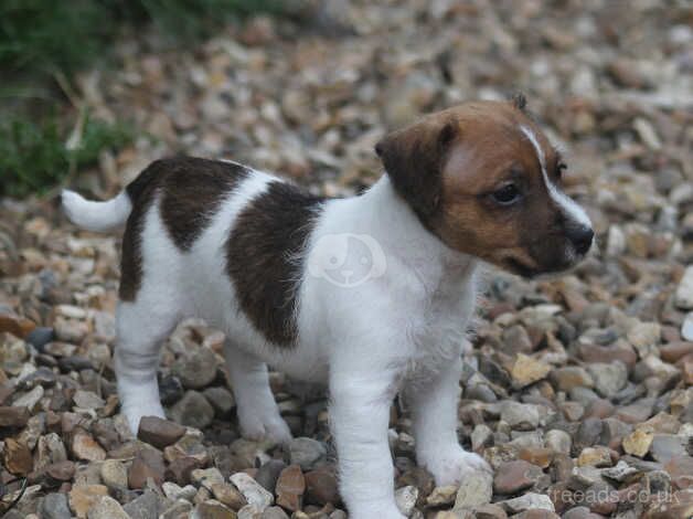 Jack Russell puppy for sale in New Milton, Hampshire - Image 1