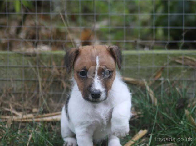 Jack Russell puppy for sale in New Milton, Hampshire - Image 2