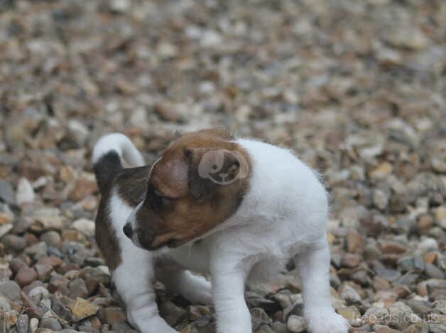 Jack Russell puppy for sale in New Milton, Hampshire - Image 3