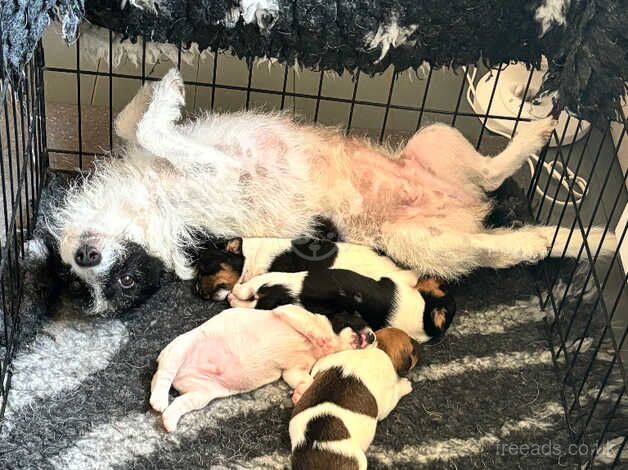 Jack Russell puppy for sale in New Milton, Hampshire - Image 4