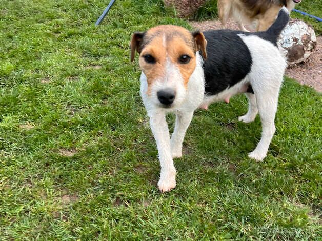 Jack Russell puppy for sale in Newport - Image 1