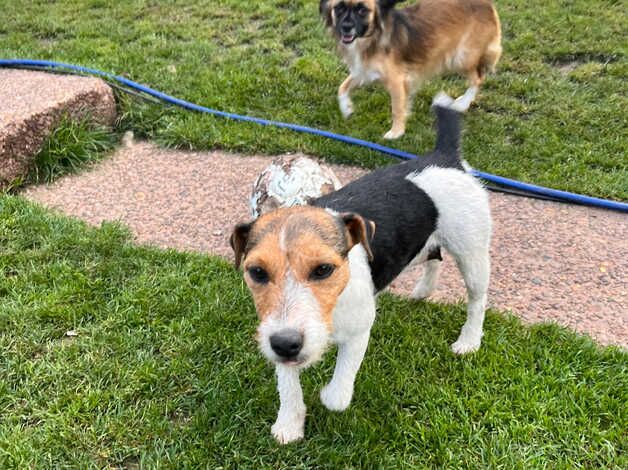 Jack Russell puppy for sale in Newport - Image 2