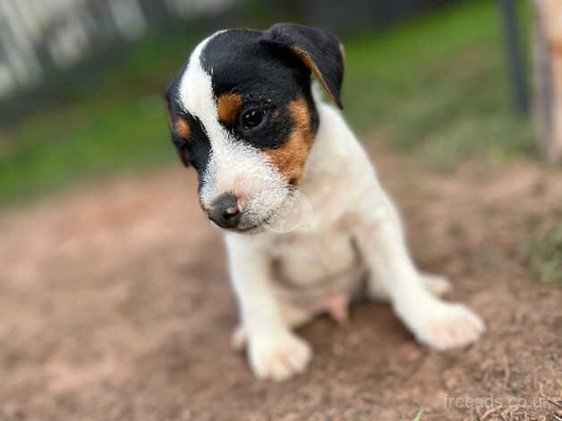 Jack Russell puppy for sale in Newport - Image 3