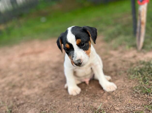 Jack Russell puppy for sale in Newport - Image 4