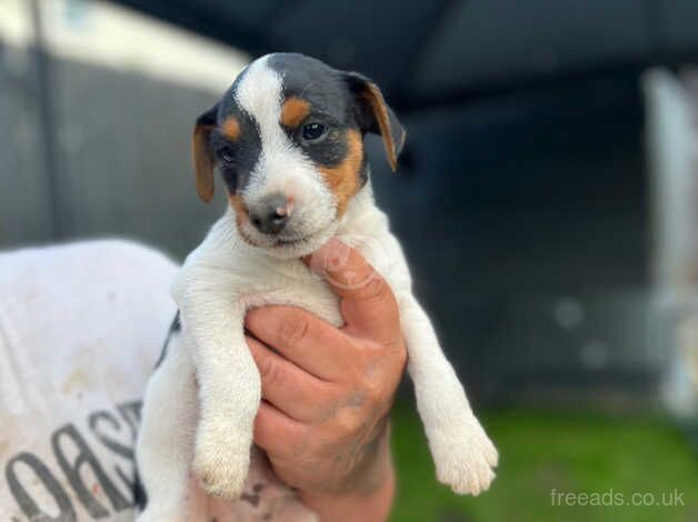 Jack Russell puppy for sale in Newport - Image 5