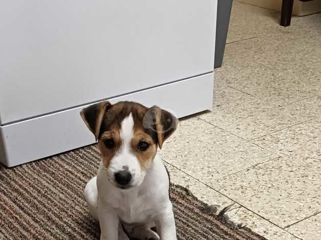 Jack Russell puppy for sale in Oswestry/Croeswallt, Shropshire