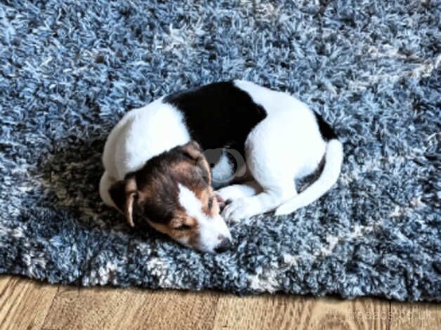 Jack Russell Puppies for sale in Shropshire