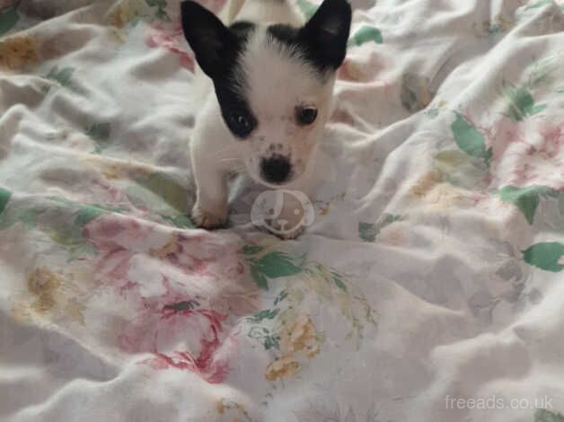 Jack Russell puppy for sale in Stratford-upon-Avon, Warwickshire - Image 1