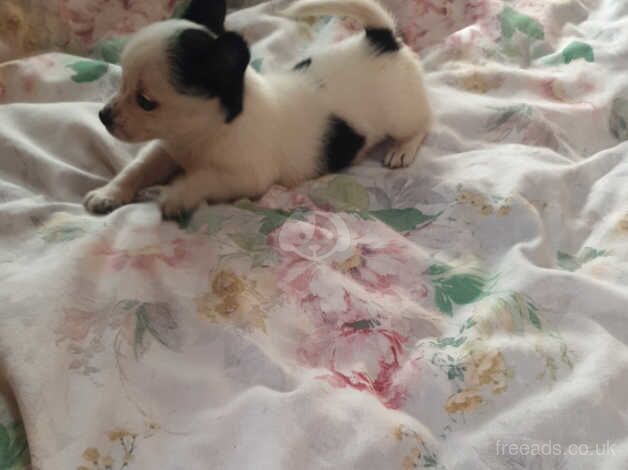 Jack Russell puppy for sale in Stratford-upon-Avon, Warwickshire - Image 2