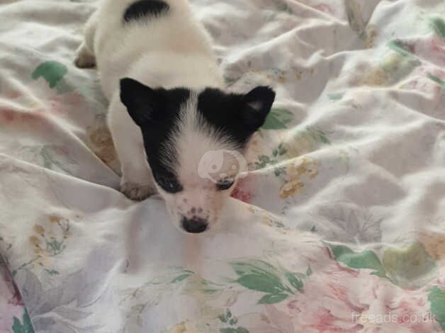 Jack Russell puppy for sale in Stratford-upon-Avon, Warwickshire - Image 3