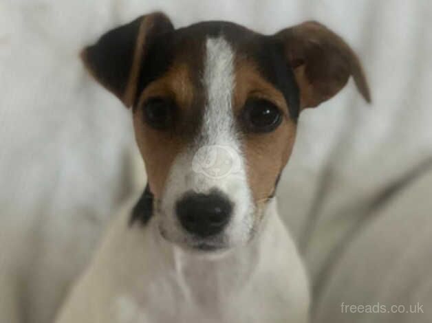 Jack Russell puppy for sale in West Malling, Kent