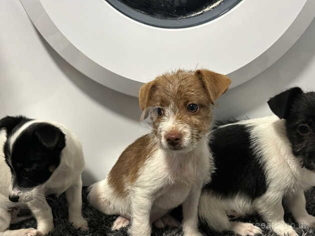 Jack Russell puppy's 1st vaccination and microchip for sale in Kingston Upon Thames, Kingston upon Thames, Greate