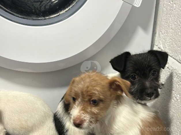 Jack Russell puppy's 1st vaccination and microchip for sale in Kingston Upon Thames, Kingston upon Thames, Greate - Image 2