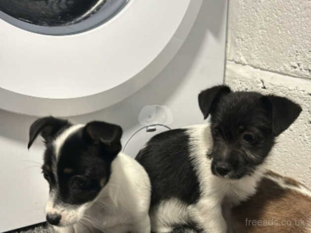 Jack Russell puppy's 1st vaccination and microchip for sale in Kingston Upon Thames, Kingston upon Thames, Greate - Image 3