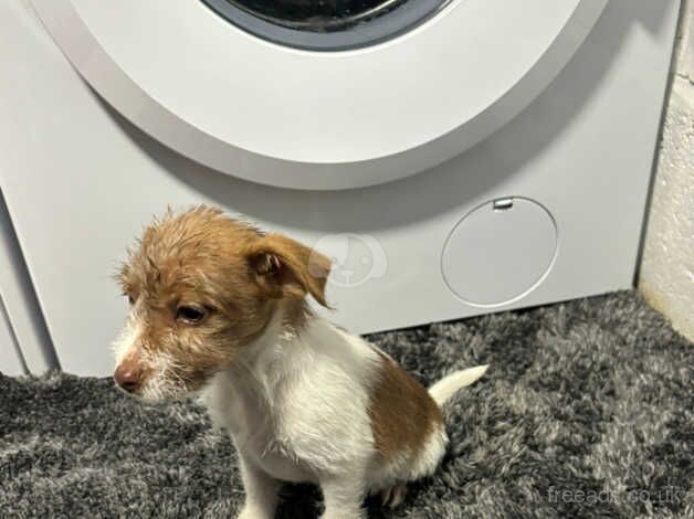 Jack Russell puppy's 1st vaccination and microchip for sale in Kingston Upon Thames, Kingston upon Thames, Greate - Image 4