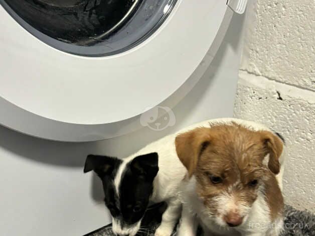 Jack Russell puppy's 1st vaccination and microchip for sale in Kingston Upon Thames, Kingston upon Thames, Greate - Image 5