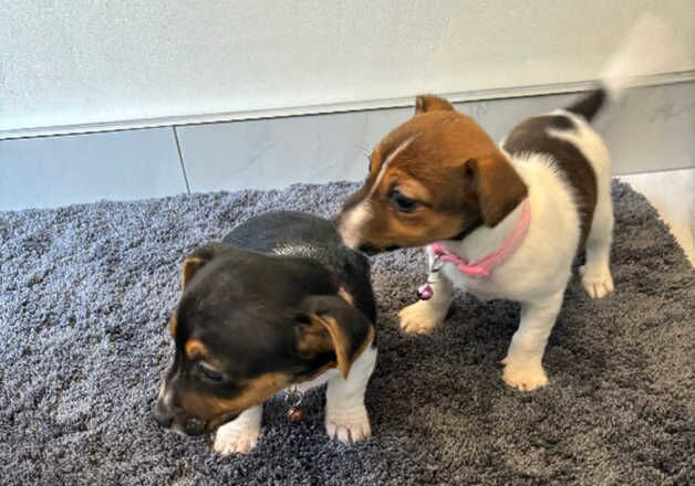 JACK RUSSELL PUPPYS 1st VACCINATION AND MICROCHIP for sale in Kingston upon Hull, East Riding of Yorkshire - Image 2