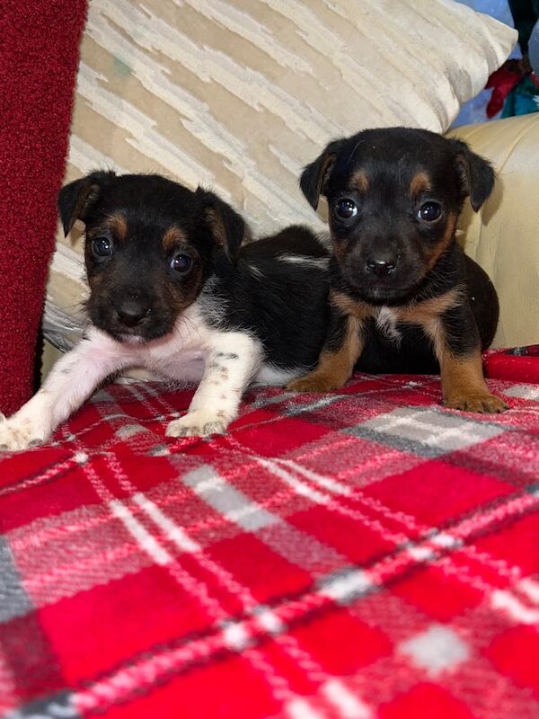 Jack Russell puppy's for sale in Rumney, Cardiff