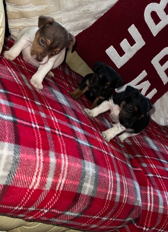 Jack Russell puppy's for sale in Rumney, Cardiff - Image 2