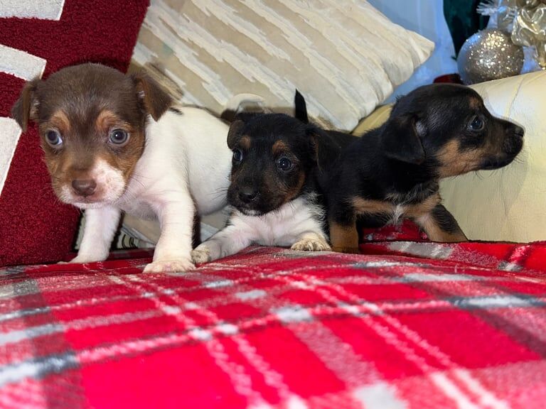 Jack Russell puppy's for sale in Rumney, Cardiff - Image 3