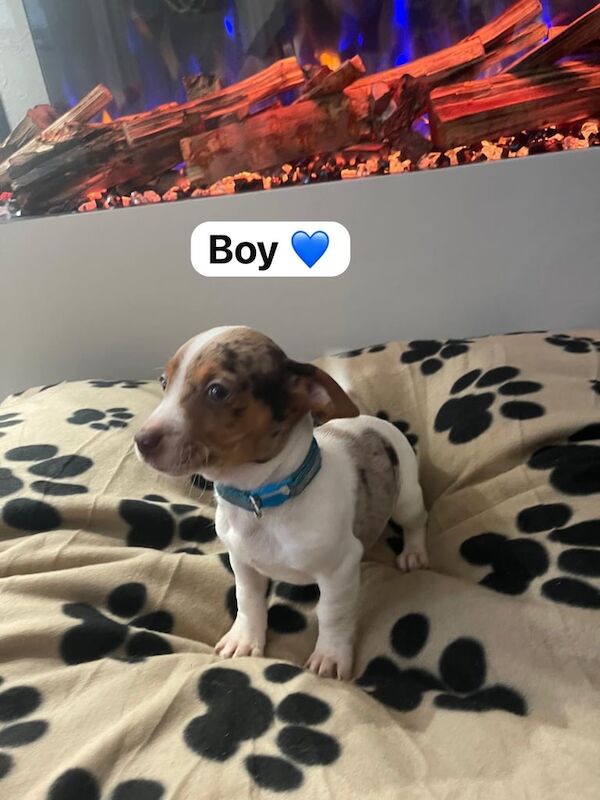 Jack Russell puppy's. for sale in Woking, Surrey