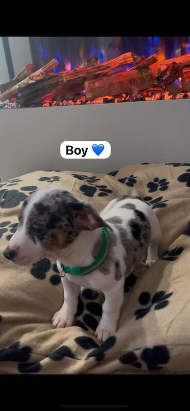 Jack Russell puppy's. for sale in Woking, Surrey - Image 2