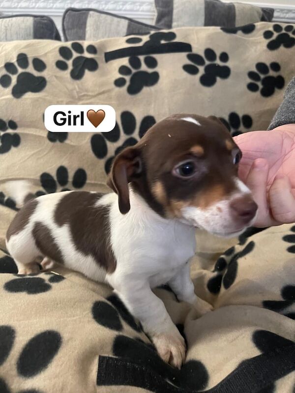 Jack Russell puppy's. for sale in Woking, Surrey - Image 3