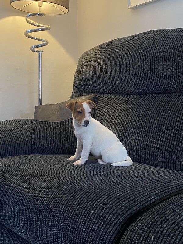 Jack Russell puppy's for sale in Stanwell, Surrey