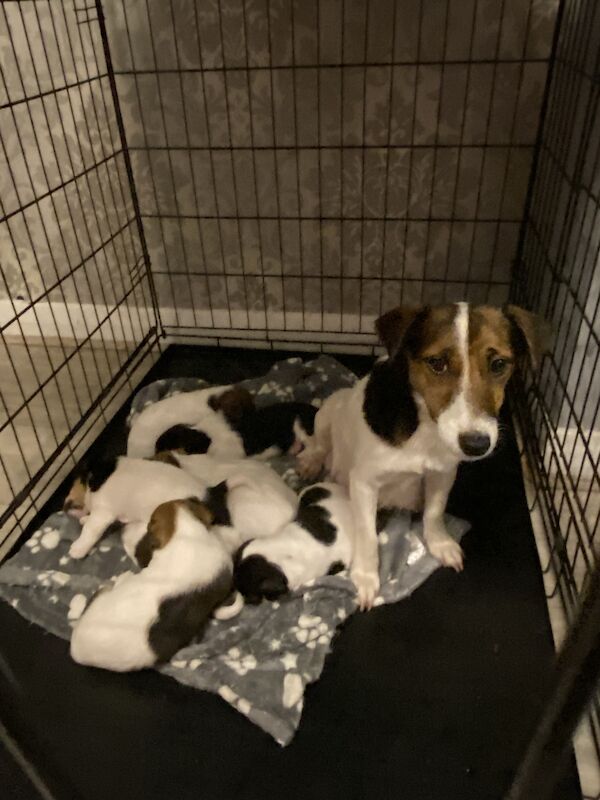 Jack Russell puppy's for sale in Stanwell, Surrey - Image 2