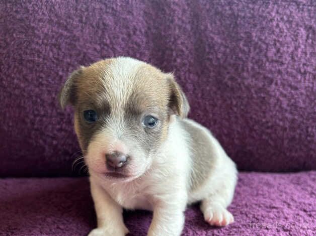 Jack Russell puppy's for sale in Evesham, Worcestershire