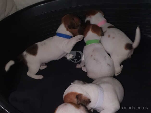 Jack Russell puppys for sale in East Kirkby, Lincolnshire