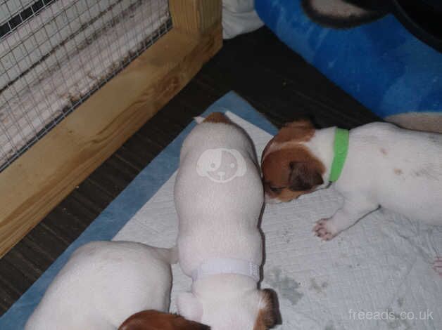 Jack Russell puppys for sale in East Kirkby, Lincolnshire - Image 4