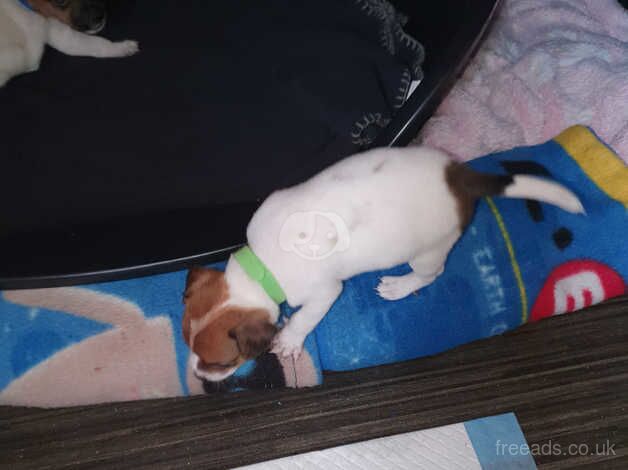 Jack Russell puppys for sale in East Kirkby, Lincolnshire - Image 5