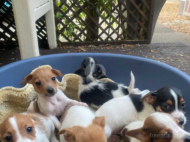 Jack Russell, puppys for sale in Bedford, Greater Manchester - Image 1