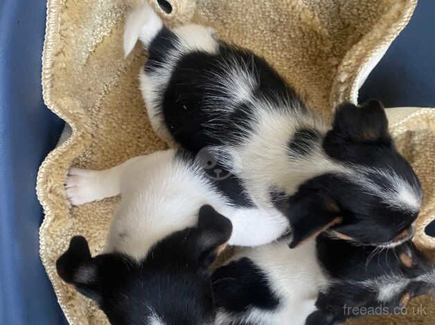 Jack Russell, puppys for sale in Bedford, Greater Manchester - Image 2