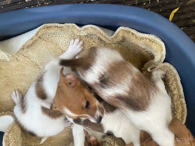 Jack Russell, puppys for sale in Bedford, Greater Manchester - Image 3