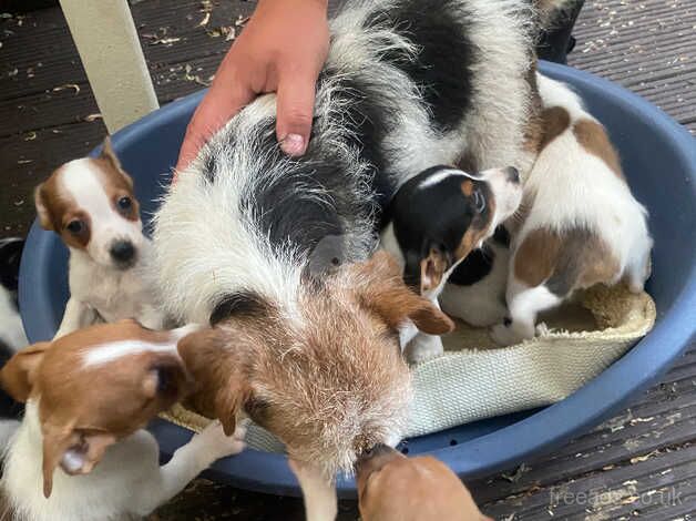 Jack Russell, puppys for sale in Bedford, Greater Manchester - Image 4