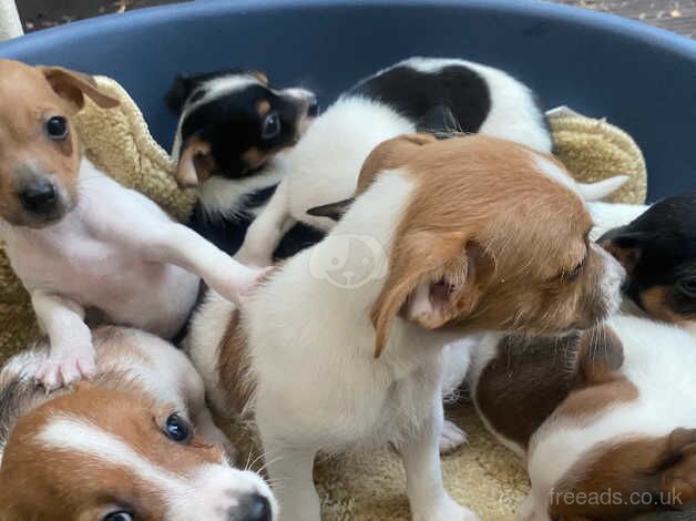 Jack Russell, puppys for sale in Bedford, Greater Manchester - Image 5