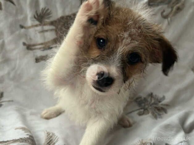 Jack Russell puppy's for sale in Evesham, Worcestershire