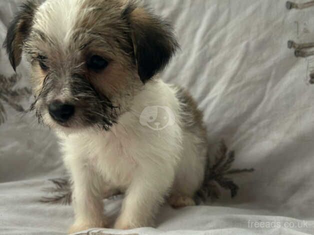 Jack Russell Puppies for sale in Worcestershire