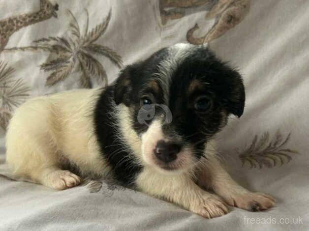 Jack Russell Puppies for sale