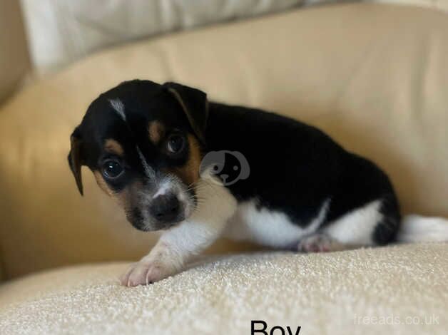 Jack Russell puppy's for sale in Gravesend, Kent - Image 1