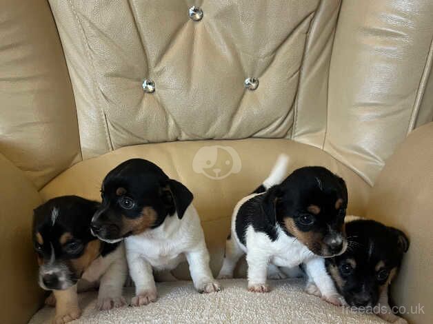 Jack Russells for sale in Gravesend, Kent