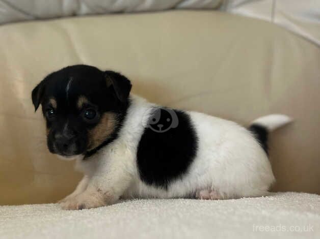 Jack Russell Puppies for sale in Kent